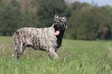 BOUVIER DES ARDENNES 106